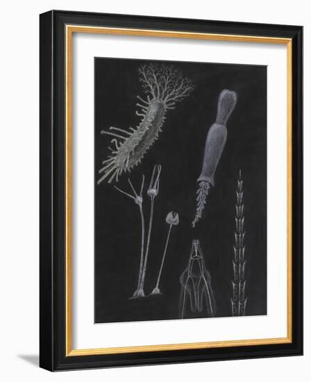 Sea Cucumbers-Philip Henry Gosse-Framed Giclee Print