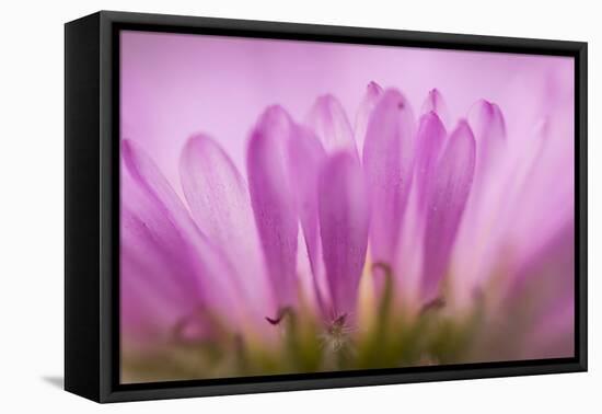 Sea Daisy, California Native Flower, Los Angeles, California-Rob Sheppard-Framed Premier Image Canvas