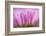 Sea Daisy, California Native Flower, Los Angeles, California-Rob Sheppard-Framed Photographic Print