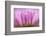 Sea Daisy, California Native Flower, Los Angeles, California-Rob Sheppard-Framed Photographic Print