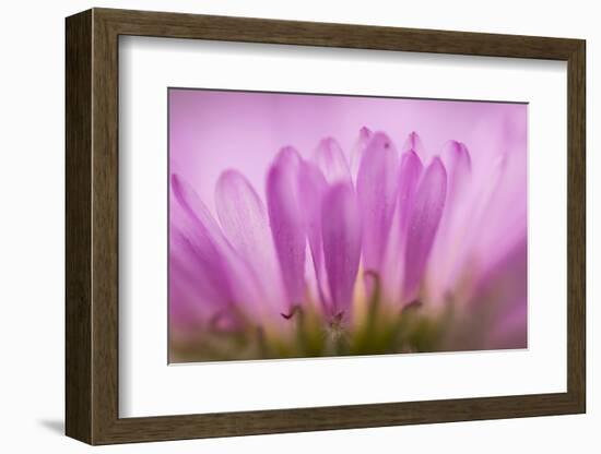 Sea Daisy, California Native Flower, Los Angeles, California-Rob Sheppard-Framed Photographic Print