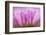 Sea Daisy, California Native Flower, Los Angeles, California-Rob Sheppard-Framed Photographic Print