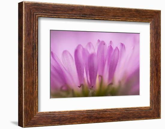 Sea Daisy, California Native Flower, Los Angeles, California-Rob Sheppard-Framed Photographic Print