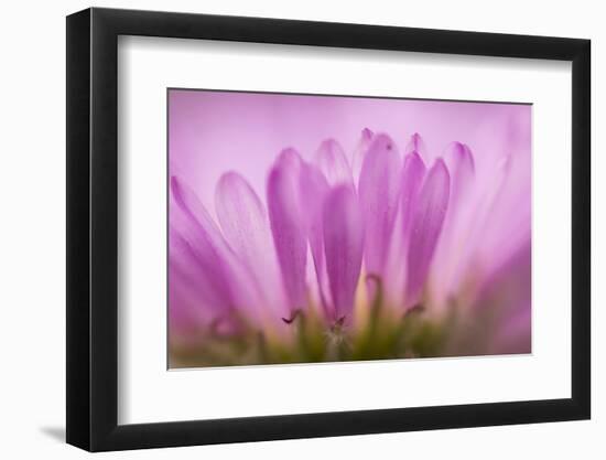 Sea Daisy, California Native Flower, Los Angeles, California-Rob Sheppard-Framed Photographic Print