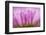 Sea Daisy, California Native Flower, Los Angeles, California-Rob Sheppard-Framed Photographic Print
