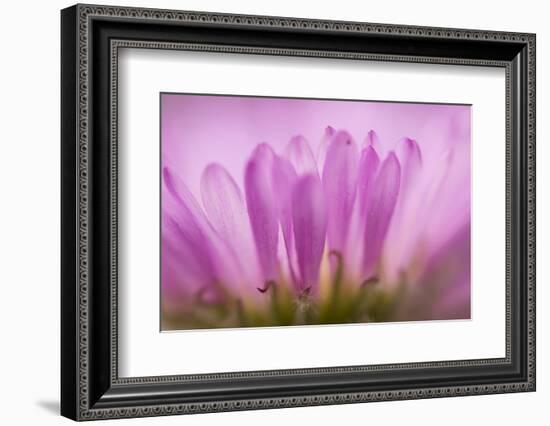 Sea Daisy, California Native Flower, Los Angeles, California-Rob Sheppard-Framed Photographic Print