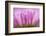 Sea Daisy, California Native Flower, Los Angeles, California-Rob Sheppard-Framed Photographic Print