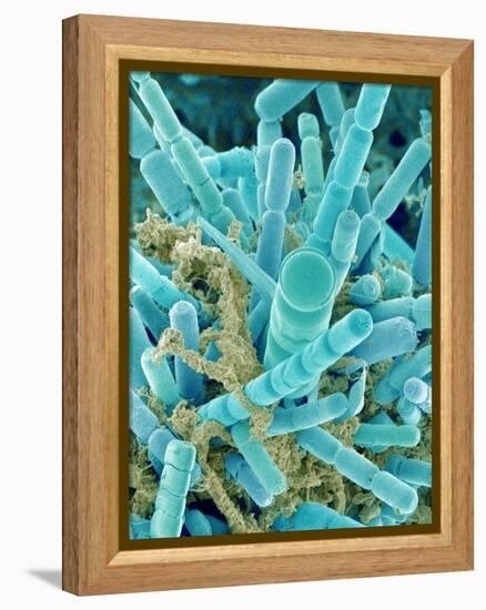 Sea Diatom-Micro Discovery-Framed Premier Image Canvas