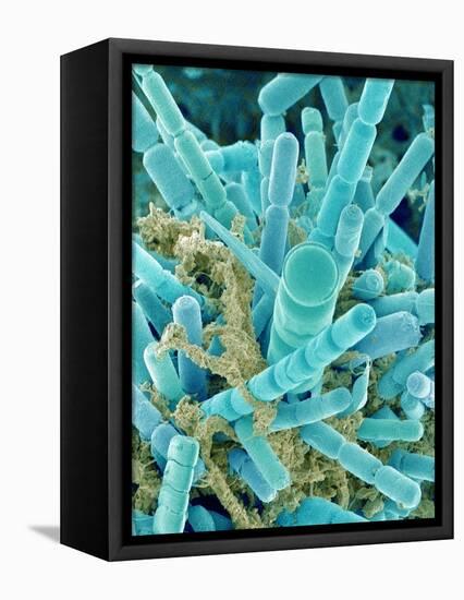 Sea Diatom-Micro Discovery-Framed Premier Image Canvas