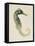 Sea Dweller VI-Grace Popp-Framed Stretched Canvas