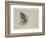 Sea Eagle and Pencil Sketch of Rabbit, C.1915 (W/C & Bodycolour over Pencil on Paper)-Archibald Thorburn-Framed Giclee Print