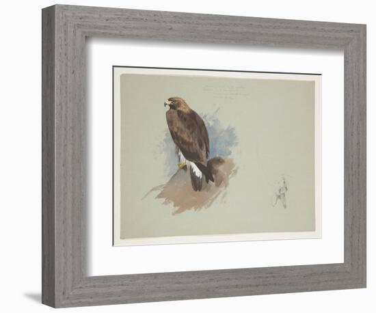 Sea Eagle and Pencil Sketch of Rabbit, C.1915 (W/C & Bodycolour over Pencil on Paper)-Archibald Thorburn-Framed Giclee Print