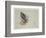 Sea Eagle and Pencil Sketch of Rabbit, C.1915 (W/C & Bodycolour over Pencil on Paper)-Archibald Thorburn-Framed Giclee Print