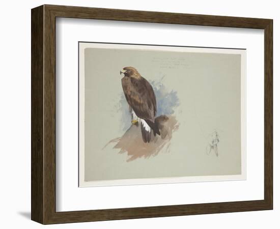 Sea Eagle and Pencil Sketch of Rabbit, C.1915 (W/C & Bodycolour over Pencil on Paper)-Archibald Thorburn-Framed Giclee Print