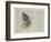 Sea Eagle and Pencil Sketch of Rabbit, C.1915 (W/C & Bodycolour over Pencil on Paper)-Archibald Thorburn-Framed Giclee Print