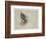 Sea Eagle and Pencil Sketch of Rabbit, C.1915 (W/C & Bodycolour over Pencil on Paper)-Archibald Thorburn-Framed Giclee Print