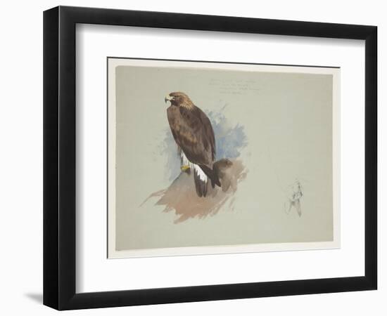 Sea Eagle and Pencil Sketch of Rabbit, C.1915 (W/C & Bodycolour over Pencil on Paper)-Archibald Thorburn-Framed Giclee Print