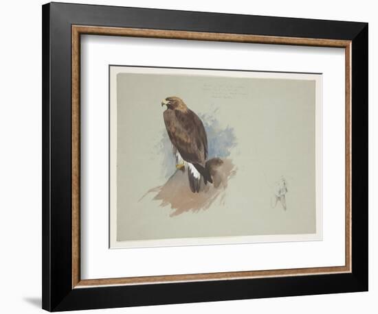 Sea Eagle and Pencil Sketch of Rabbit, C.1915 (W/C & Bodycolour over Pencil on Paper)-Archibald Thorburn-Framed Giclee Print