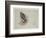 Sea Eagle and Pencil Sketch of Rabbit, C.1915 (W/C & Bodycolour over Pencil on Paper)-Archibald Thorburn-Framed Giclee Print
