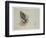 Sea Eagle and Pencil Sketch of Rabbit, C.1915 (W/C & Bodycolour over Pencil on Paper)-Archibald Thorburn-Framed Giclee Print