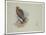 Sea Eagle and Pencil Sketch of Rabbit, C.1915 (W/C & Bodycolour over Pencil on Paper)-Archibald Thorburn-Mounted Giclee Print