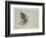 Sea Eagle and Pencil Sketch of Rabbit, C.1915 (W/C & Bodycolour over Pencil on Paper)-Archibald Thorburn-Framed Giclee Print