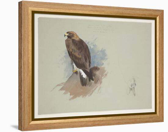 Sea Eagle and Pencil Sketch of Rabbit, C.1915 (W/C & Bodycolour over Pencil on Paper)-Archibald Thorburn-Framed Premier Image Canvas