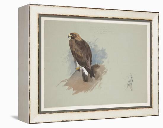 Sea Eagle and Pencil Sketch of Rabbit, C.1915 (W/C & Bodycolour over Pencil on Paper)-Archibald Thorburn-Framed Premier Image Canvas