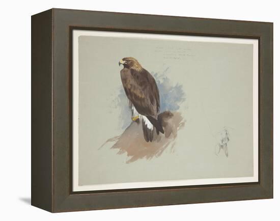 Sea Eagle and Pencil Sketch of Rabbit, C.1915 (W/C & Bodycolour over Pencil on Paper)-Archibald Thorburn-Framed Premier Image Canvas