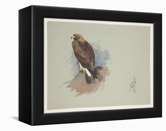 Sea Eagle and Pencil Sketch of Rabbit, C.1915 (W/C & Bodycolour over Pencil on Paper)-Archibald Thorburn-Framed Premier Image Canvas
