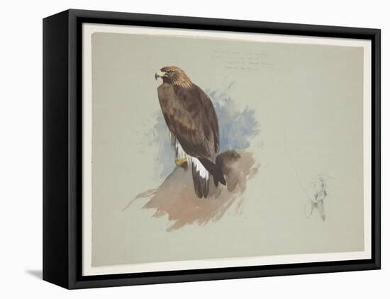 Sea Eagle and Pencil Sketch of Rabbit, C.1915 (W/C & Bodycolour over Pencil on Paper)-Archibald Thorburn-Framed Premier Image Canvas