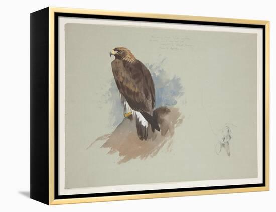 Sea Eagle and Pencil Sketch of Rabbit, C.1915 (W/C & Bodycolour over Pencil on Paper)-Archibald Thorburn-Framed Premier Image Canvas