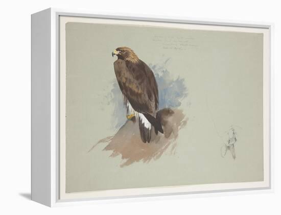 Sea Eagle and Pencil Sketch of Rabbit, C.1915 (W/C & Bodycolour over Pencil on Paper)-Archibald Thorburn-Framed Premier Image Canvas