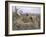 Sea Eagle's Nest, 1907-Bruno Andreas Liljefors-Framed Giclee Print