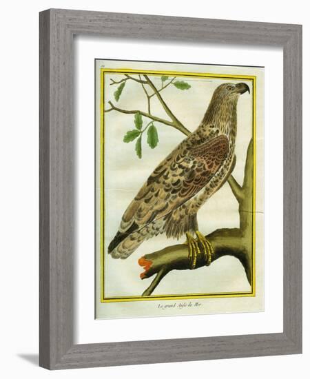 Sea Eagle-Georges-Louis Buffon-Framed Giclee Print