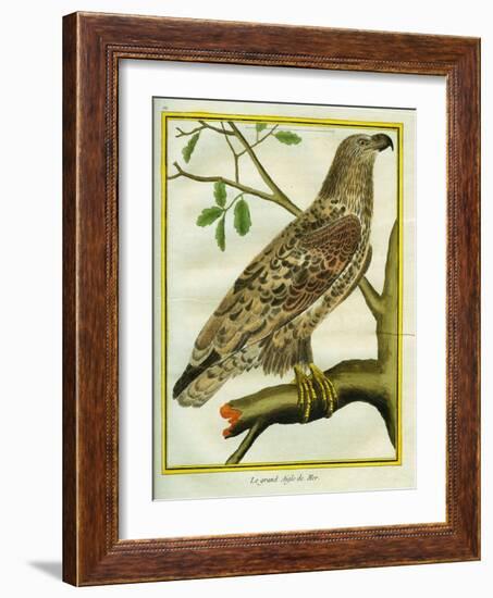 Sea Eagle-Georges-Louis Buffon-Framed Giclee Print