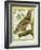 Sea Eagle-Georges-Louis Buffon-Framed Giclee Print