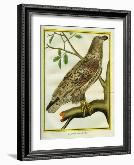 Sea Eagle-Georges-Louis Buffon-Framed Giclee Print