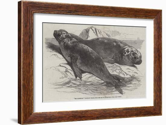 Sea Elephants (Elephant Seals), from the Isle of Desolation-Harrison William Weir-Framed Giclee Print