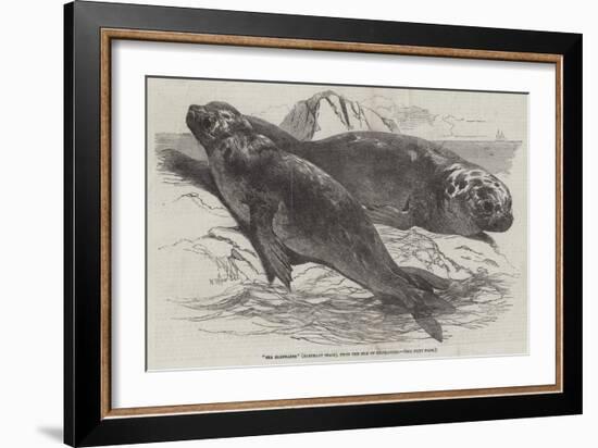 Sea Elephants (Elephant Seals), from the Isle of Desolation-Harrison William Weir-Framed Giclee Print