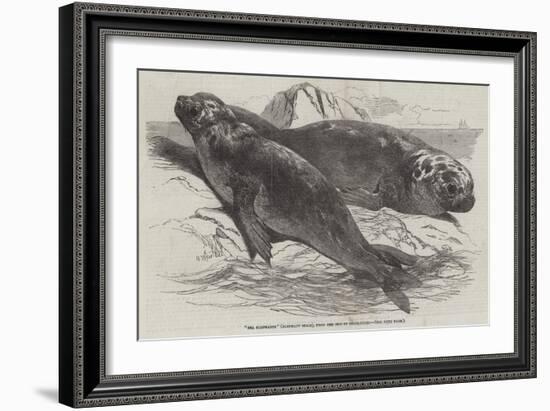 Sea Elephants (Elephant Seals), from the Isle of Desolation-Harrison William Weir-Framed Giclee Print
