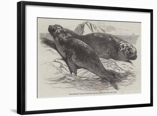 Sea Elephants (Elephant Seals), from the Isle of Desolation-Harrison William Weir-Framed Giclee Print