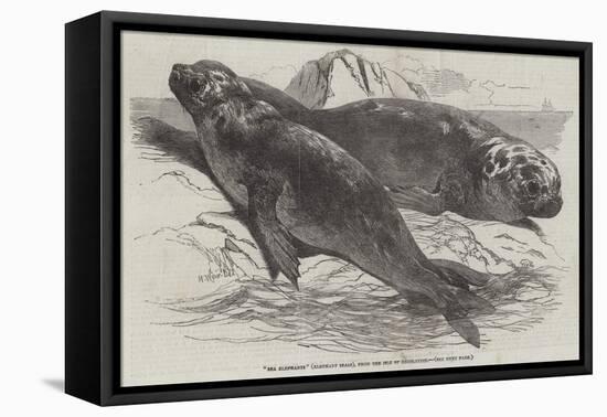 Sea Elephants (Elephant Seals), from the Isle of Desolation-Harrison William Weir-Framed Premier Image Canvas