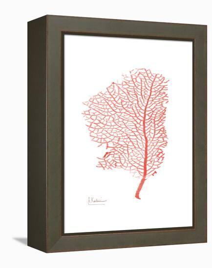 Sea Fan 5-Albert Koetsier-Framed Stretched Canvas