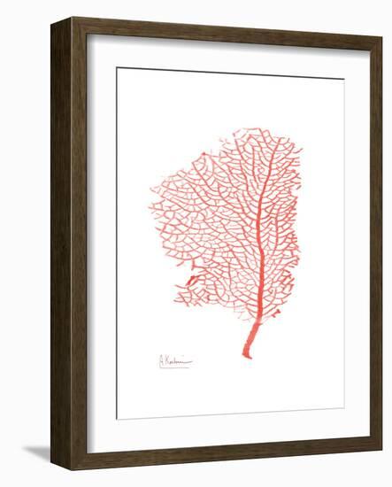 Sea Fan 5-Albert Koetsier-Framed Premium Giclee Print