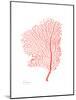 Sea Fan 5-Albert Koetsier-Mounted Premium Giclee Print