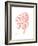 Sea Fan 5-Albert Koetsier-Framed Premium Giclee Print