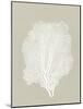 Sea Fan 5-Mary Margaret Briggs-Mounted Giclee Print