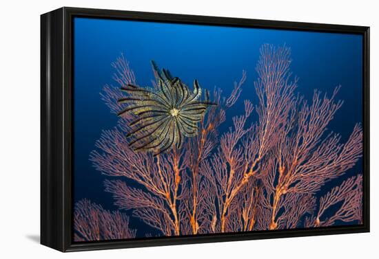 Sea Fan And Crinoid-Matthew Oldfield-Framed Premier Image Canvas