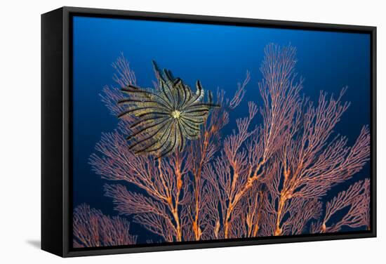 Sea Fan And Crinoid-Matthew Oldfield-Framed Premier Image Canvas